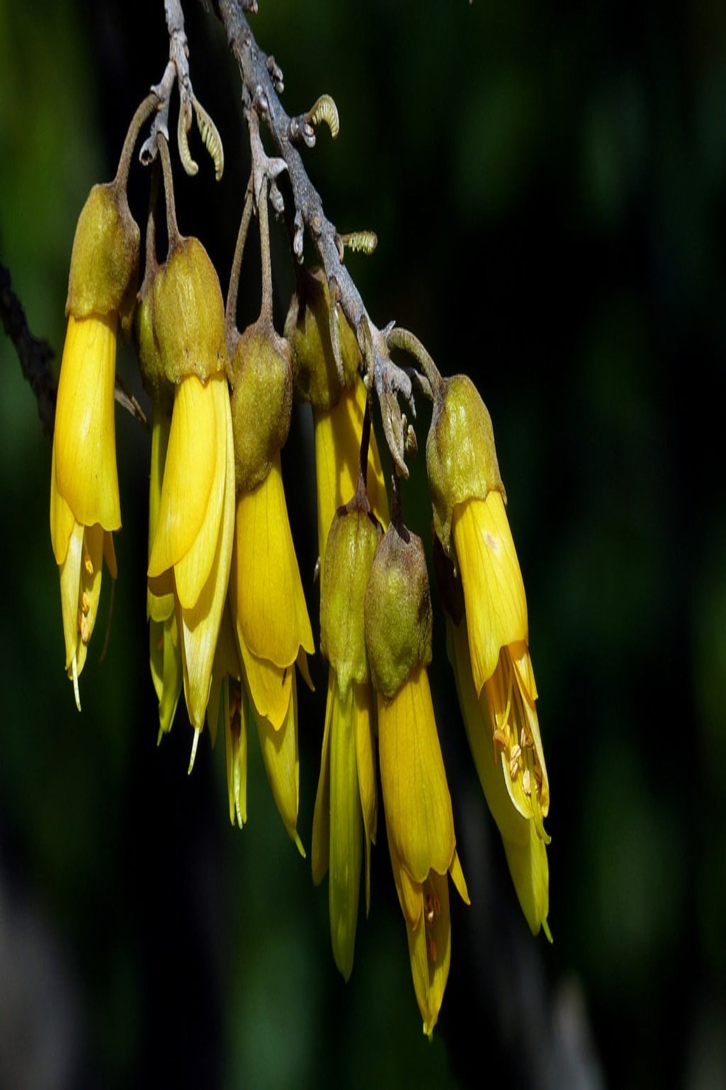 Free Pack of Kowhai Tree Seeds (With Every Save The Planet Merch. bought).